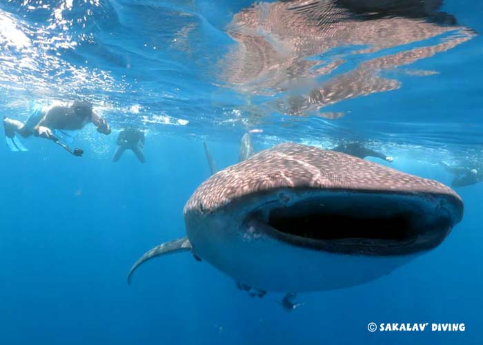 snorkeling with whale sharks in Madagascar